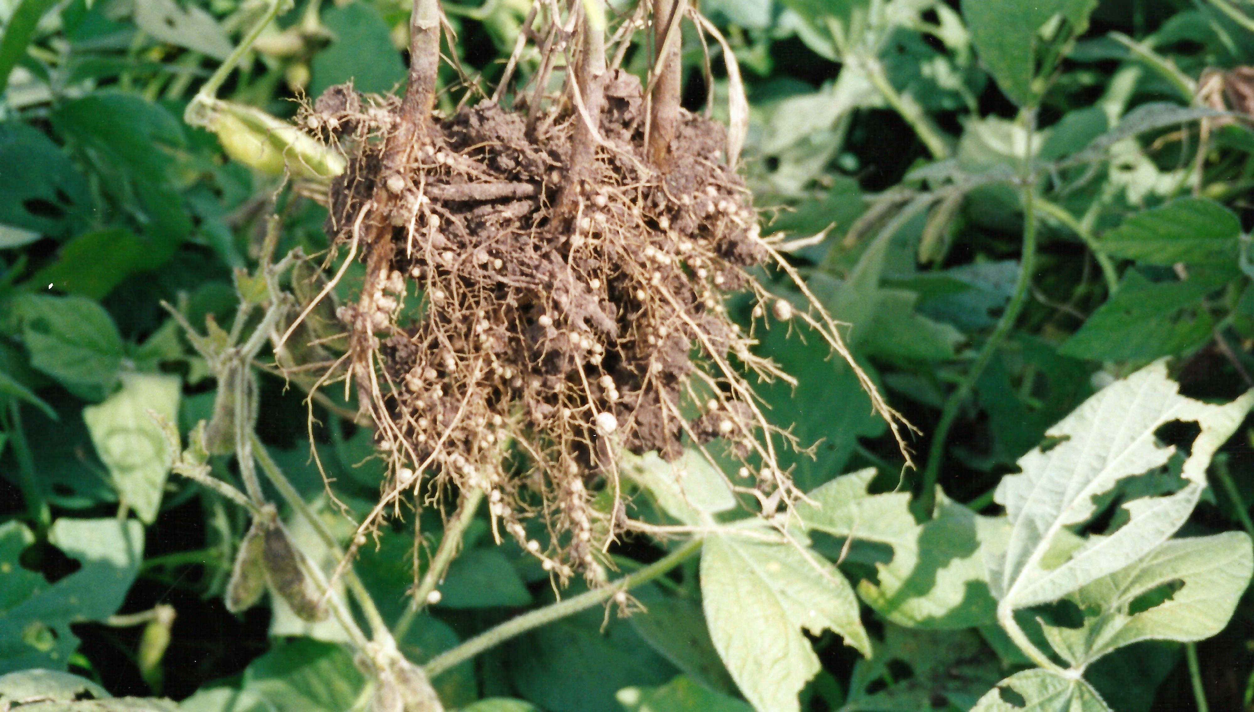 ws-agronomics