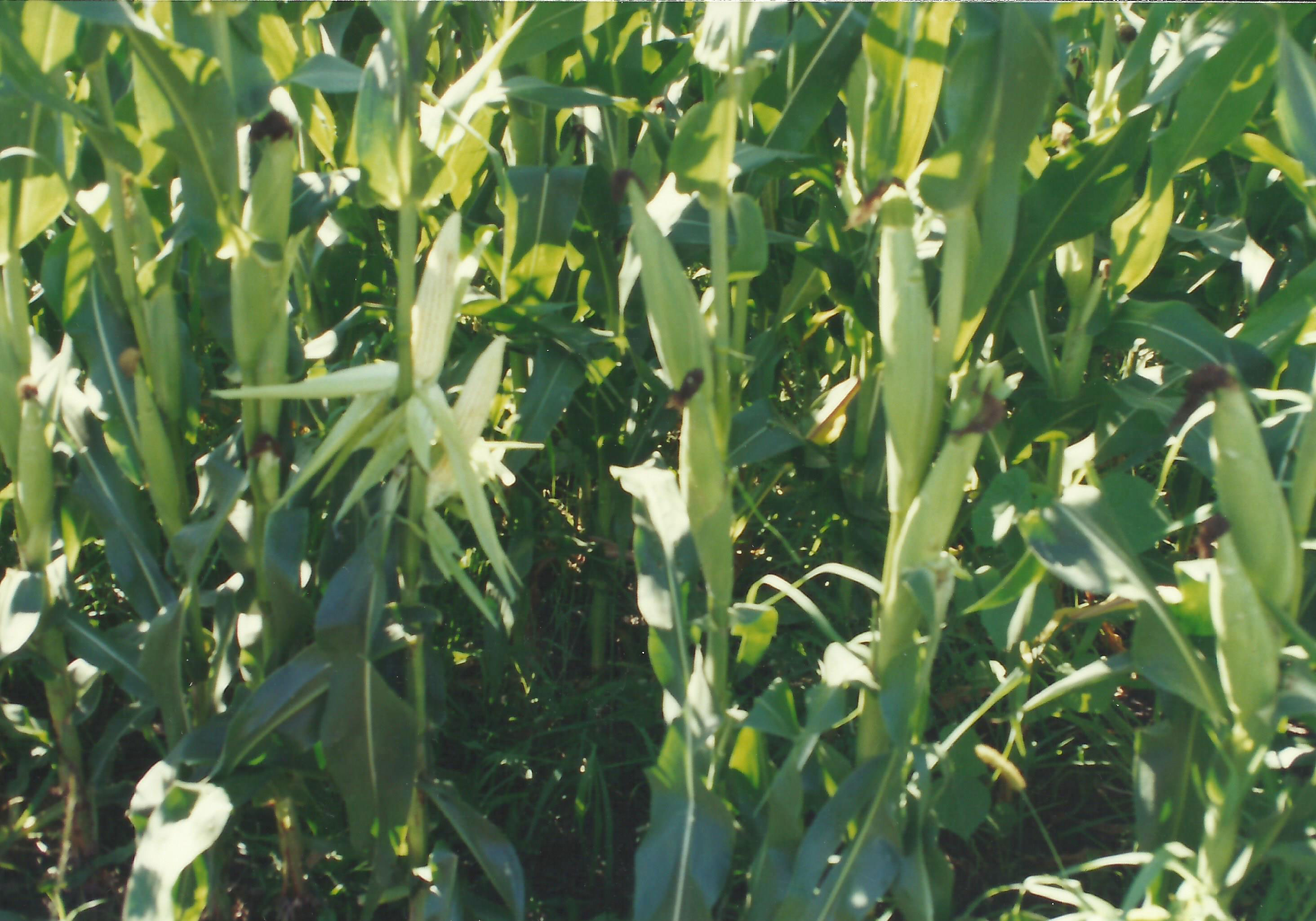 ws-corn-starter