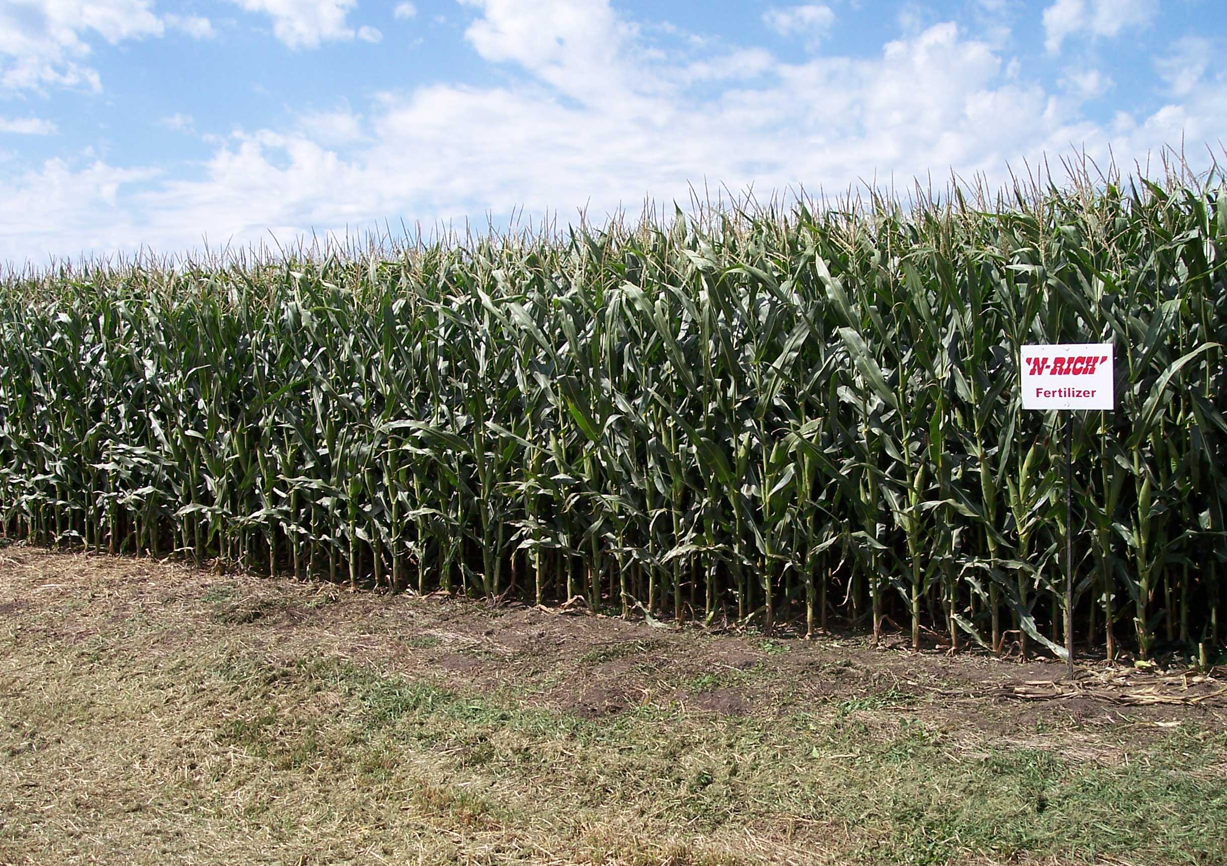ws-corn-starter1